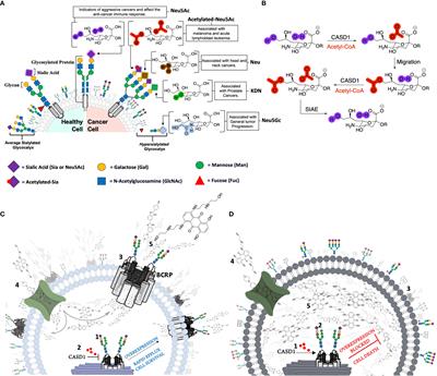 Early in vitro evidence indicates that deacetylated sialic acids modulate multi-drug resistance in colon and lung cancers via breast cancer resistance protein